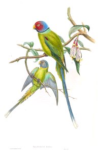 PalaeornisRosaGould