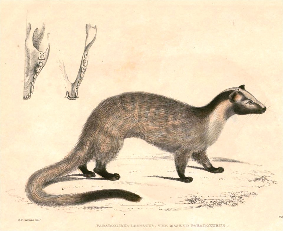 Paguma larvata Hardwicke