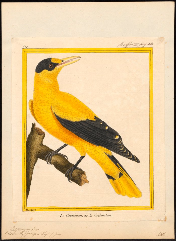Oriolus hippocrepis - ca.1815 - Print - Iconographia Zoologica - Special Collections University of Amsterdam - UBA01 IZ16400183