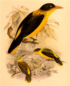 Oriolus chinensis melanisticus 1898