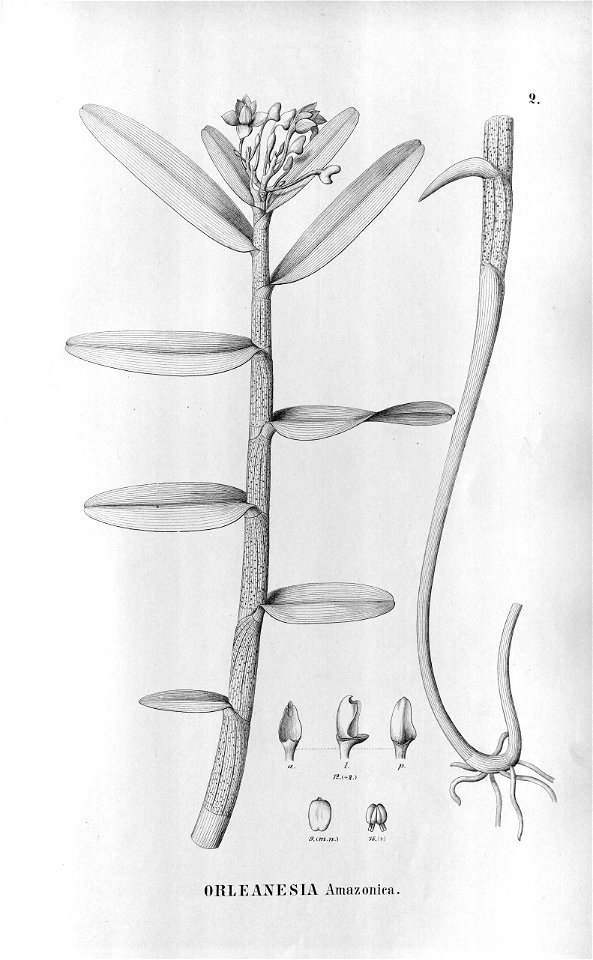 Orleanesia amazonica - Fl.Br.3-5-002. Free illustration for personal and commercial use.