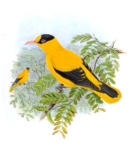 OriolusChinensisGould