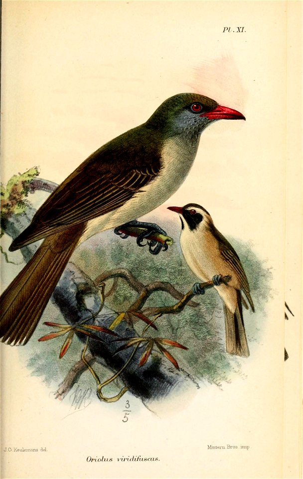 OriolusViridifuscusKeulemans