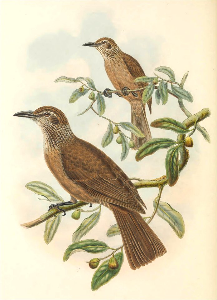 Oriolus decipiens - The Birds of New Guinea (cropped)