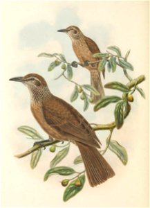 Oriolus decipiens - The Birds of New Guinea (cropped)