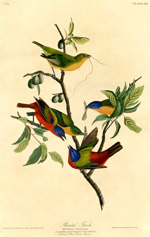 Painted Finch (Audubon)