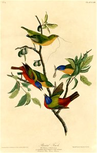 Painted Finch (Audubon)