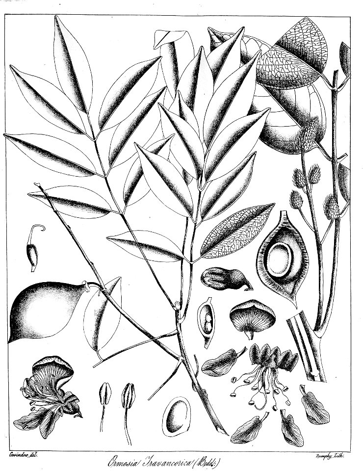 Ormosia travancorica Govindoo