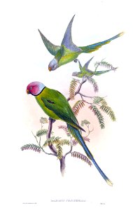 PalaeornisCyanocephalaGould