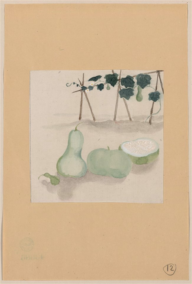 Pale green squash with white flesh and many seeds, with plant vines growing in the background LCCN2009630036
