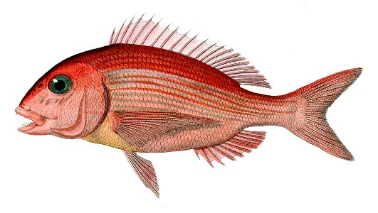 Pagrus pagrus1