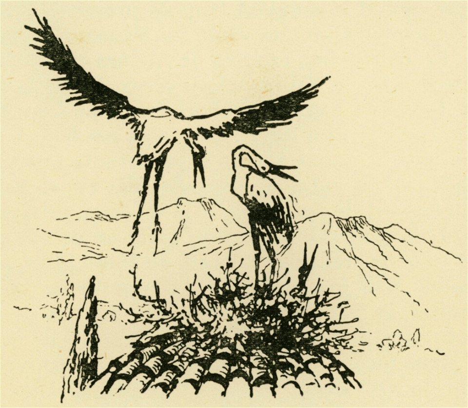 Pair of storks nesting at the dome of the Church of the Dormition of the Virgin, in the monastery of Skripou - Perilla Francesco - 1929