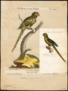 Palaeornis eupatria - 1700-1880 - Print - Iconographia Zoologica - Special Collections University of Amsterdam - UBA01 IZ18500035