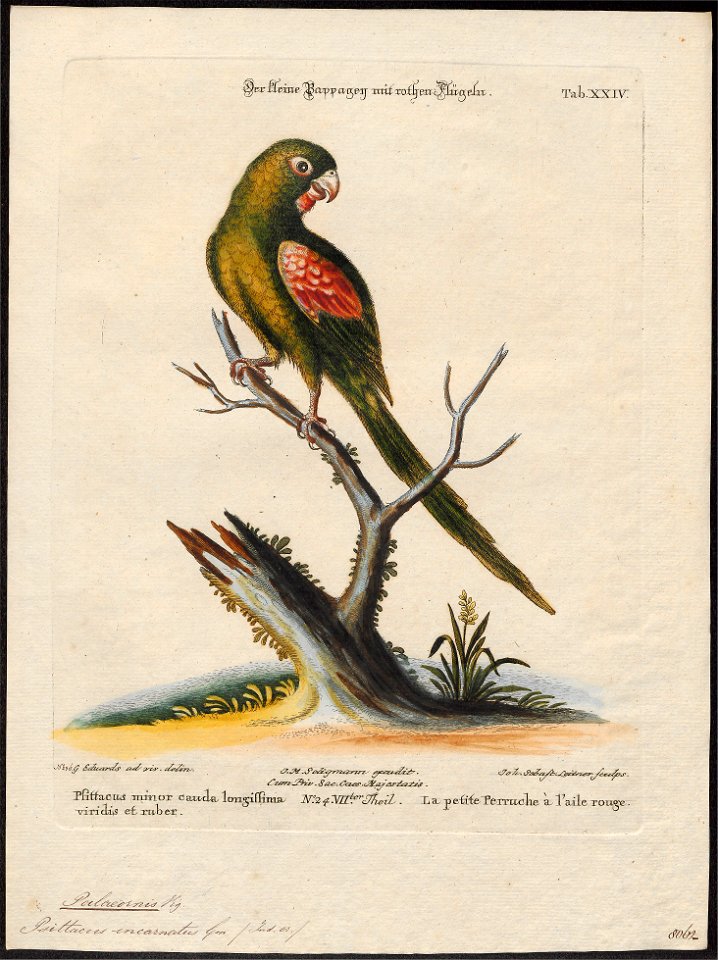 Palaeornis incarnatus - 1700-1880 - Print - Iconographia Zoologica - Special Collections University of Amsterdam - UBA01 IZ18500067