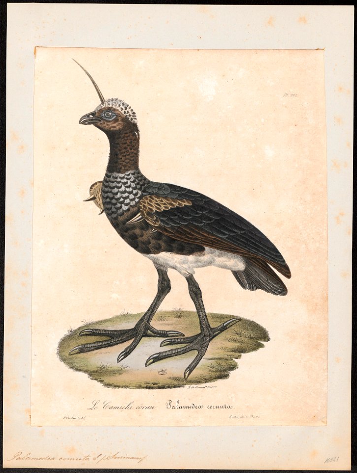 Palamedea cornuta - 1825-1834 - Print - Iconographia Zoologica - Special Collections University of Amsterdam - UBA01 IZ17500297