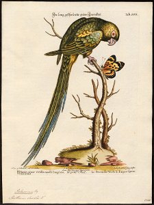 Palaeornis docilis - 1700-1880 - Print - Iconographia Zoologica - Special Collections University of Amsterdam - UBA01 IZ18500047