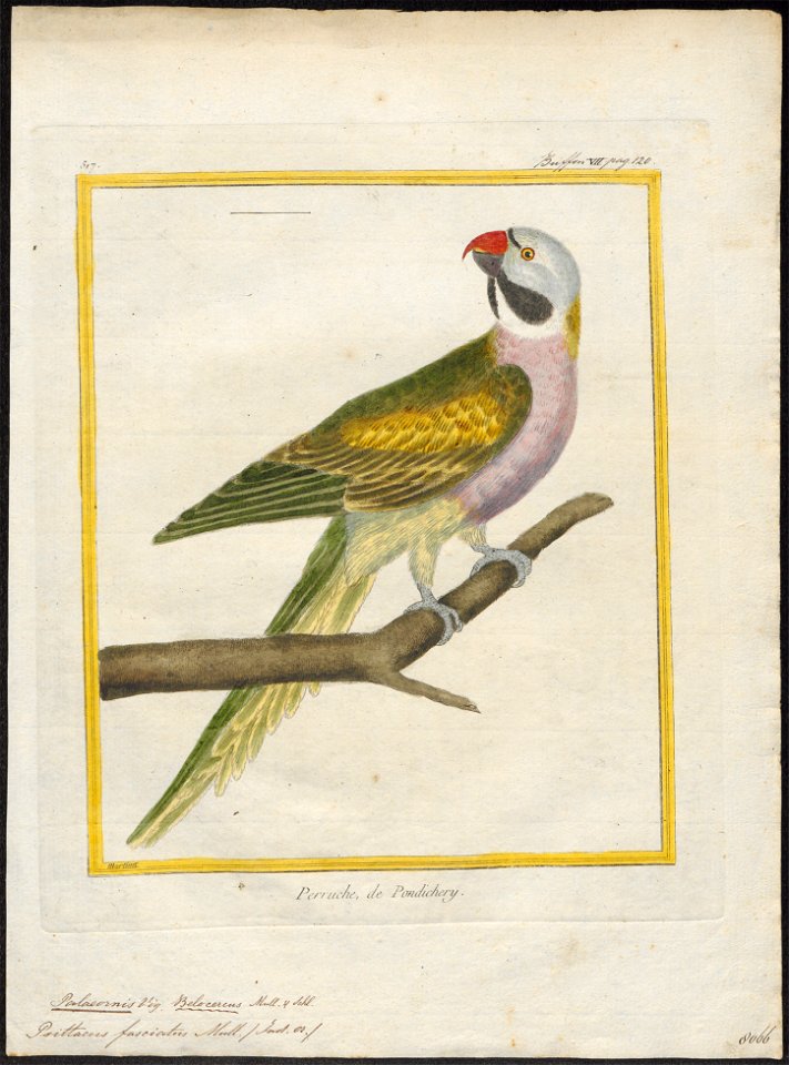 Palaeornis fasciatus - 1700-1880 - Print - Iconographia Zoologica - Special Collections University of Amsterdam - UBA01 IZ18500077