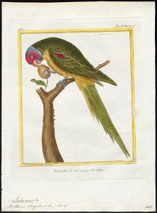 Palaeornis purpureus - 1700-1880 - Print - Iconographia Zoologica - Special Collections University of Amsterdam - UBA01 IZ18500057