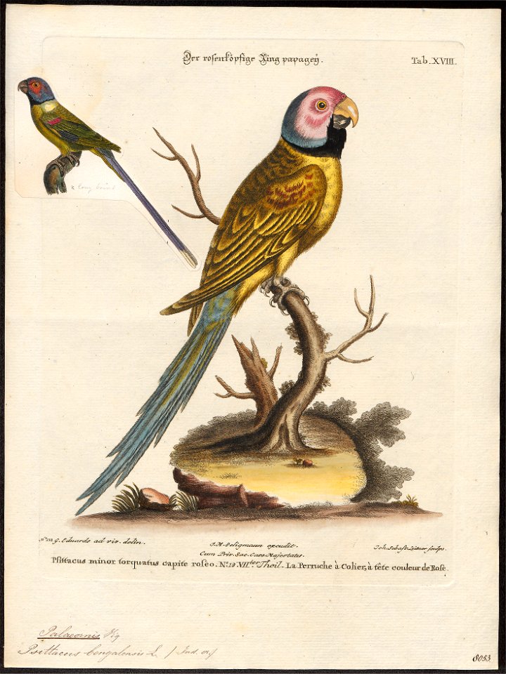 Palaeornis bengalensis - 1700-1880 - Print - Iconographia Zoologica - Special Collections University of Amsterdam - UBA01 IZ18500053