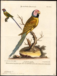 Palaeornis bengalensis - 1700-1880 - Print - Iconographia Zoologica - Special Collections University of Amsterdam - UBA01 IZ18500053