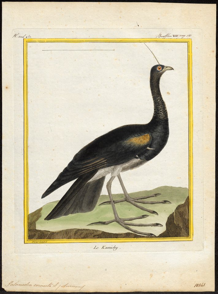 Palamedea cornuta - 1700-1880 - Print - Iconographia Zoologica - Special Collections University of Amsterdam - UBA01 IZ17500295