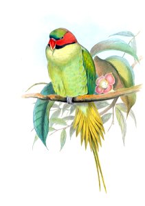 PalaeornisLucianiGould