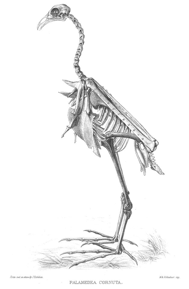 PalamediaCornutaSkeleton