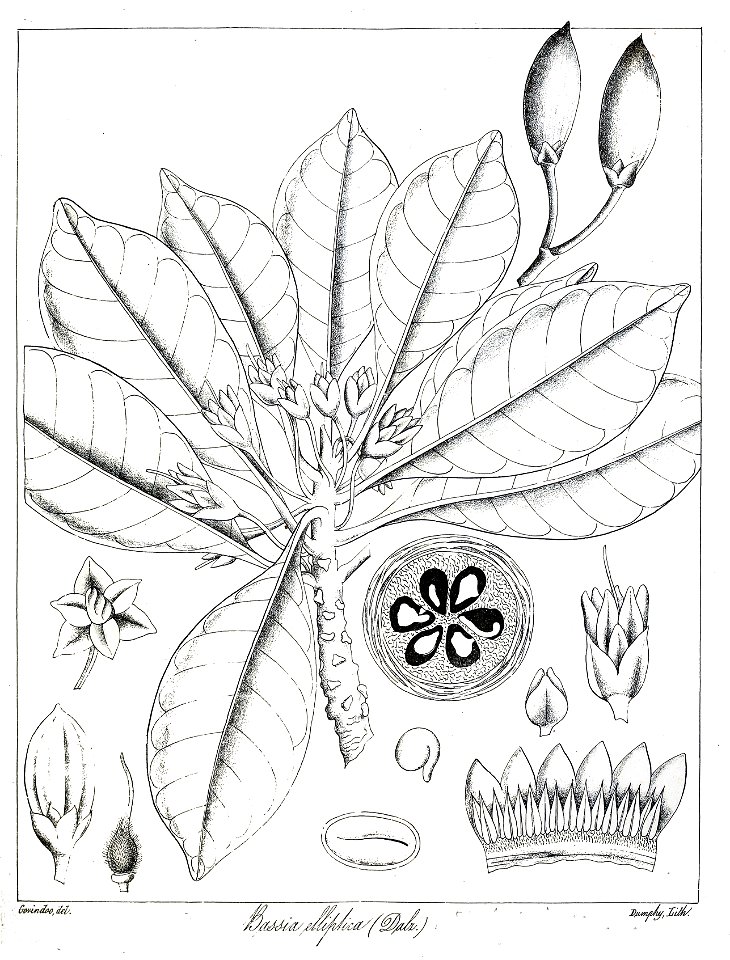 Palaquium ellipticum Govindoo