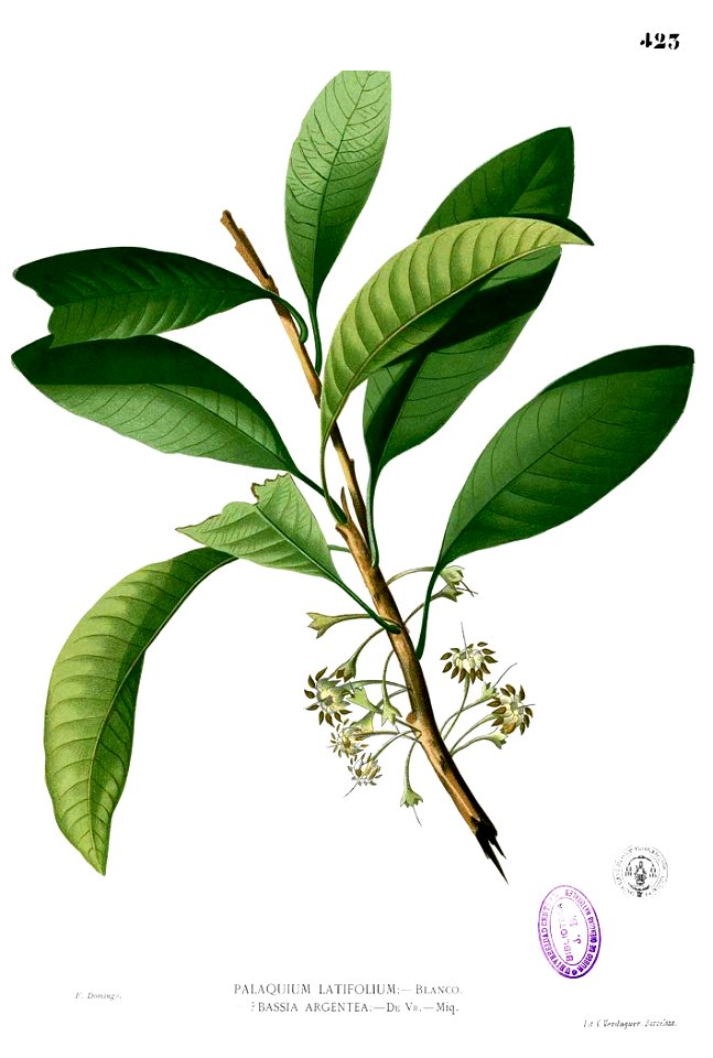Palaquium philippense Blanco2.423