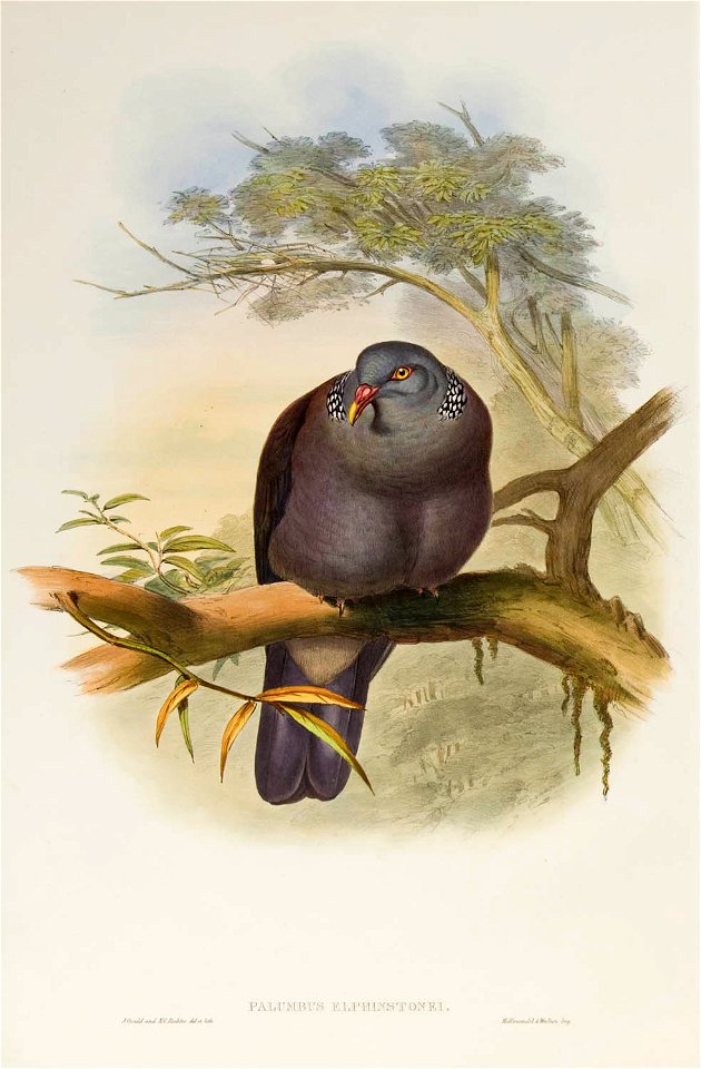 Palumbus elphinstonei Gould