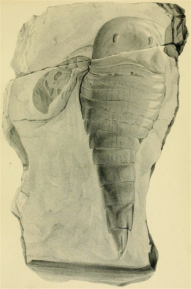 Palaeontographica 01 T27