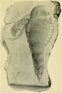 Palaeontographica 01 T27
