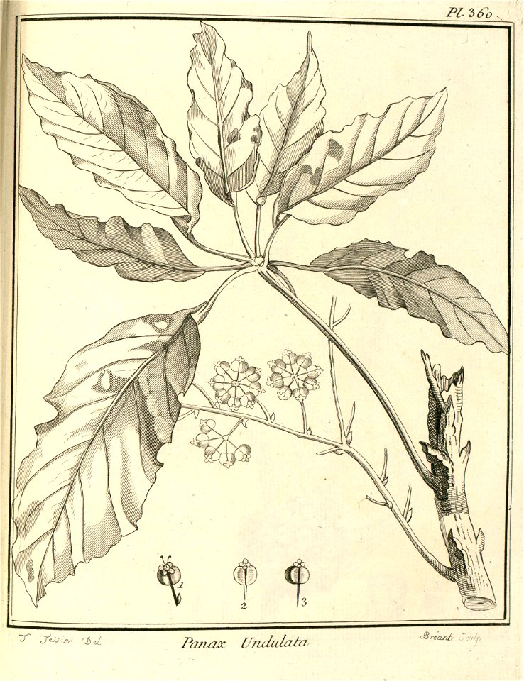 Panax morototoni Aublet 1775 pl 360