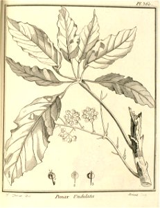 Panax morototoni Aublet 1775 pl 360