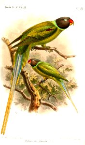PalaeornisFinschiKeulemans