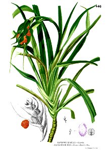 Pandanus humilis Blanco2.446