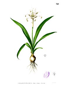 Pancratium zeylanicum Blanco2.321