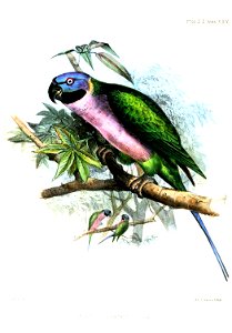 PaleornisDerbianusWolf