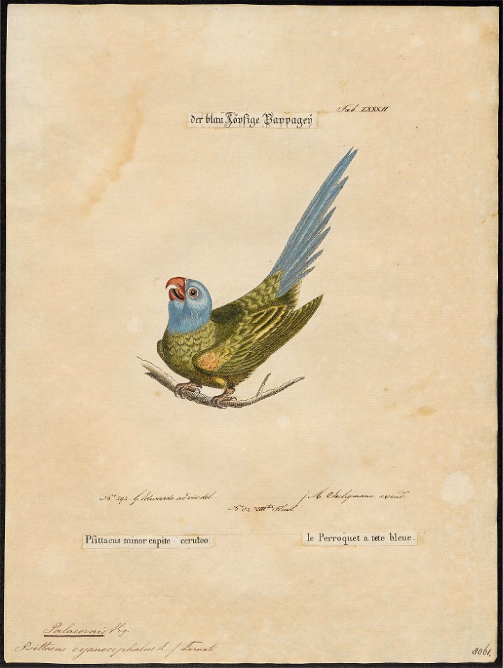 Palaeornis cyanocephalus - 1700-1880 - Print - Iconographia Zoologica - Special Collections University of Amsterdam - UBA01 IZ18500065