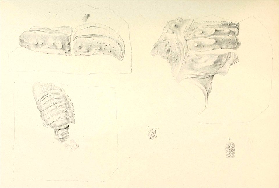 Palaeontographica 04 T02
