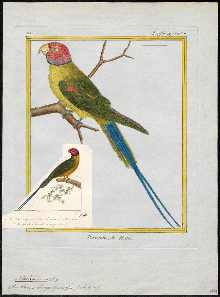 Palaeornis purpureus - 1700-1880 - Print - Iconographia Zoologica - Special Collections University of Amsterdam - UBA01 IZ18500055