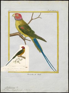 Palaeornis purpureus - 1700-1880 - Print - Iconographia Zoologica - Special Collections University of Amsterdam - UBA01 IZ18500055