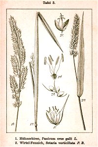 Paniceae spp Sturm3