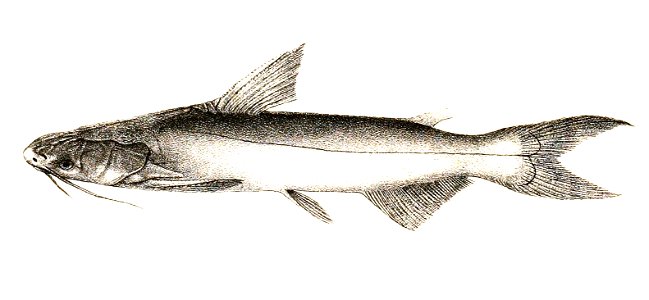 Pangasius buchanani Mintern 108