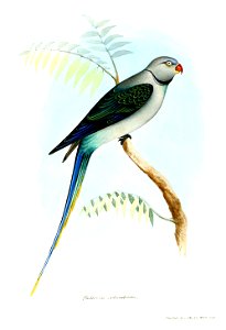 PaleornisColumboidesJerdon