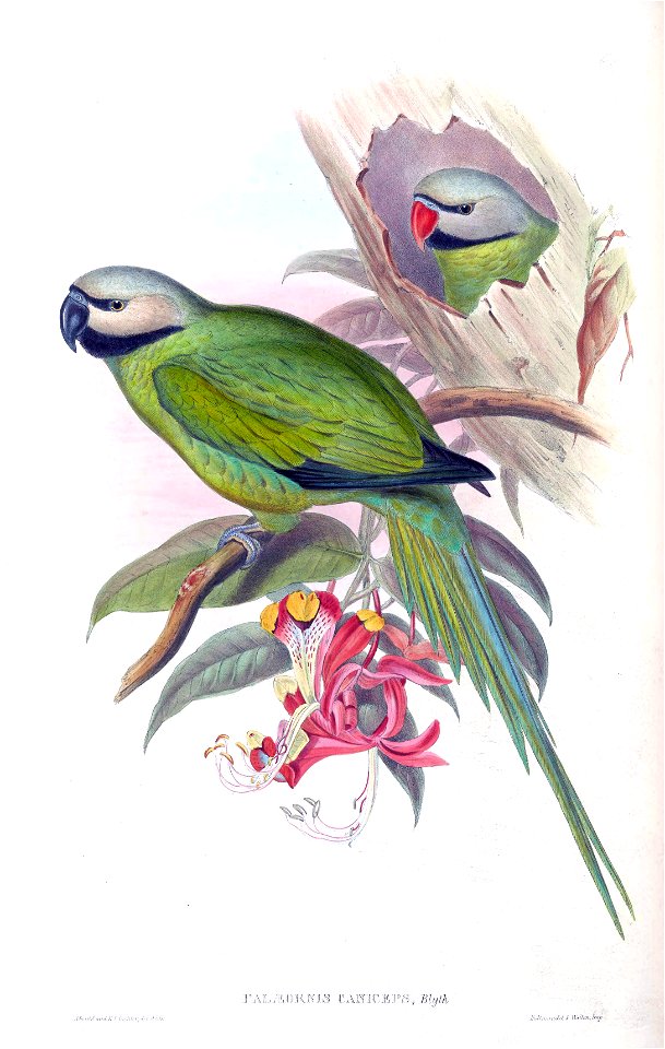 PalaeornisCanicepsGould