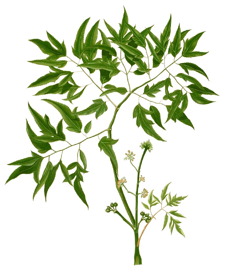 Panax fruticosum Blanco1.78-cropped