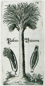 Palmbaum - Enderlin Jacob - 1686