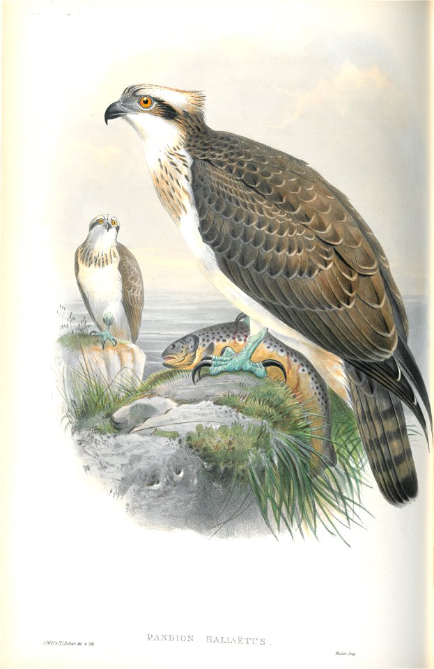 Pandion Hallaetus