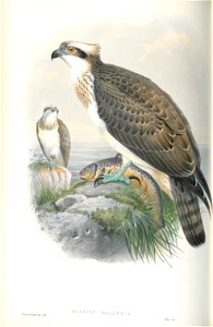 Pandion Hallaetus
